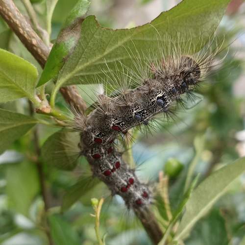 Photo #11305274