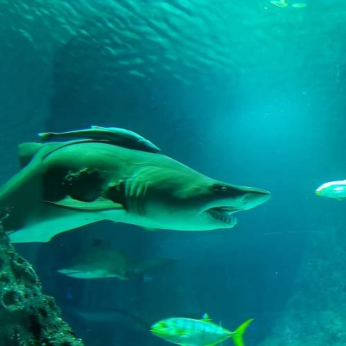 Photo #11305514