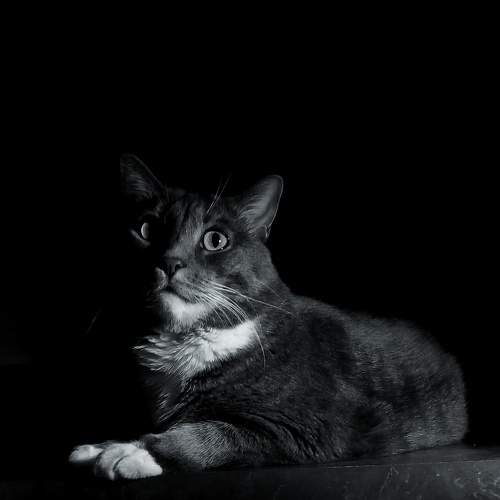 Photo #11305611