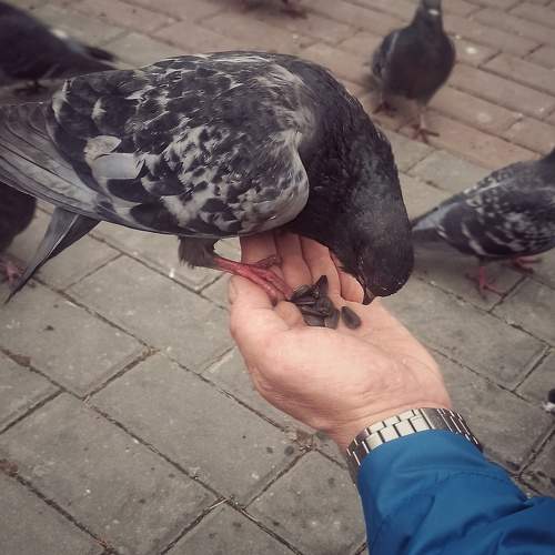 Photo #11305925