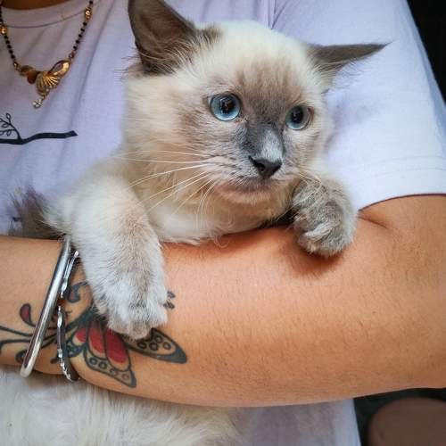 Photo #11306146