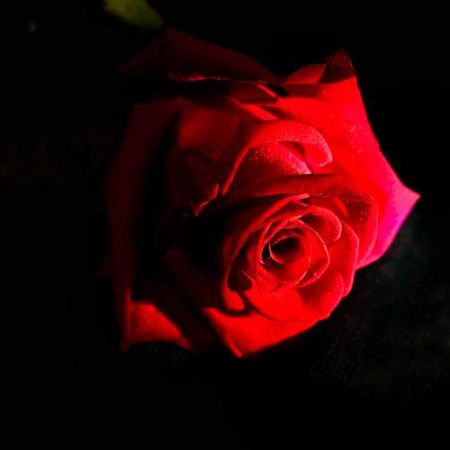 Photo #11306431
