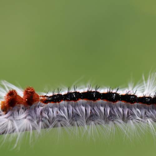 Photo #11306529