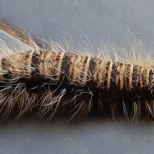 Photo #11306535