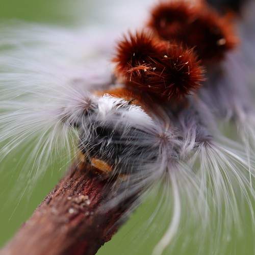 Photo #11306540