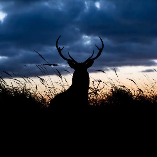 Фотография #11306575