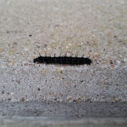 Photo #11307297