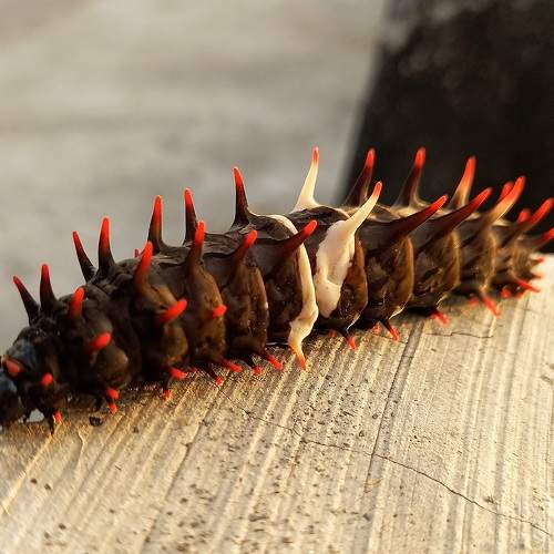 Photo #11307755