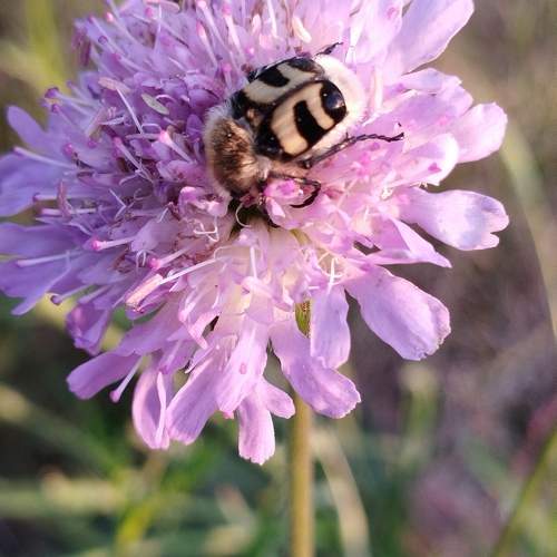 Photo #11308632