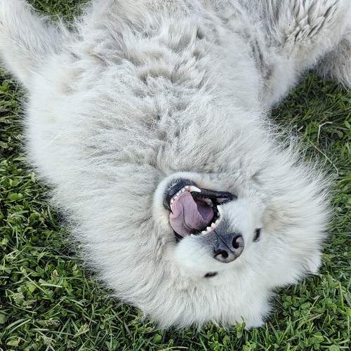 Photo #11308843
