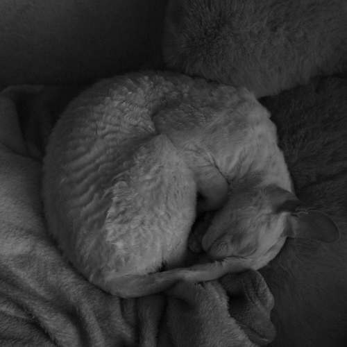 Photo #11308860
