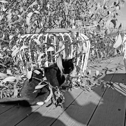 Photo #11309531