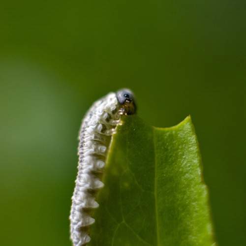 Photo #11309666