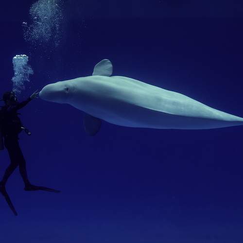 Photo #11310126