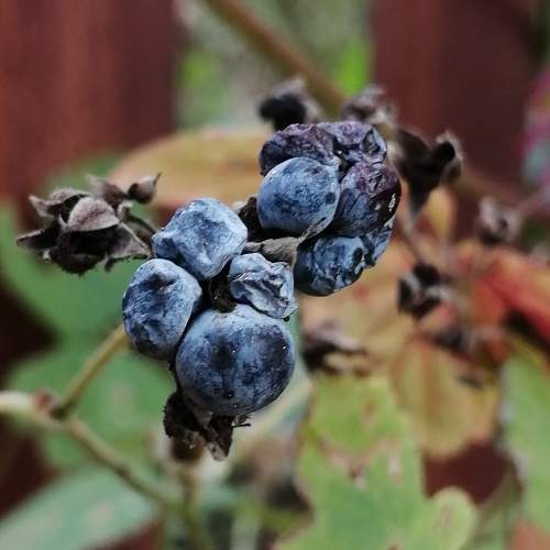 Photo #11310315