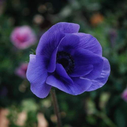 Photo #11310349