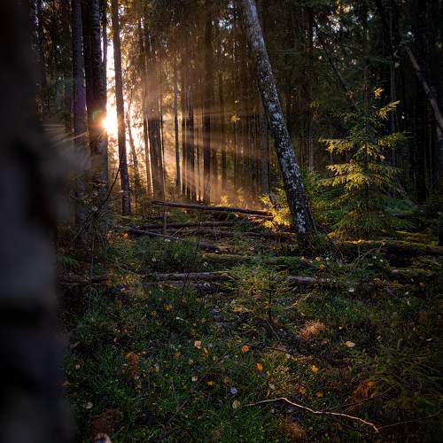 Photo #11310644