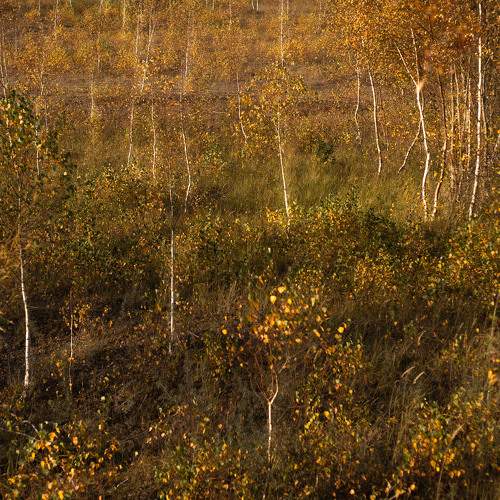Photo #11310687
