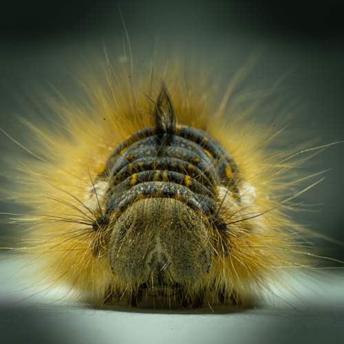 Photo #11310906
