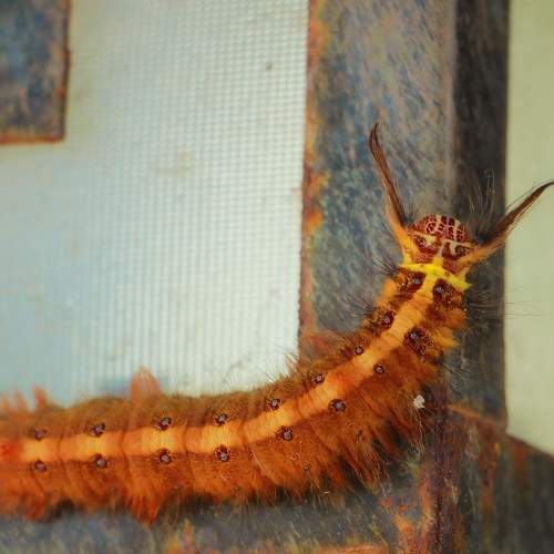 Photo #11311948