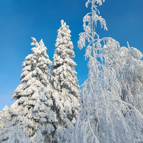 Photo #11312257