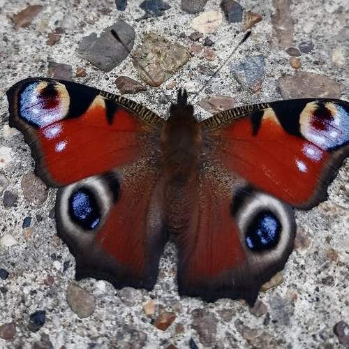 Photo #11312985