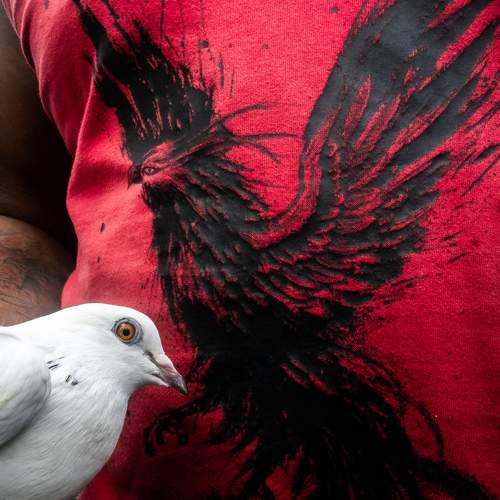 Photo #11313281