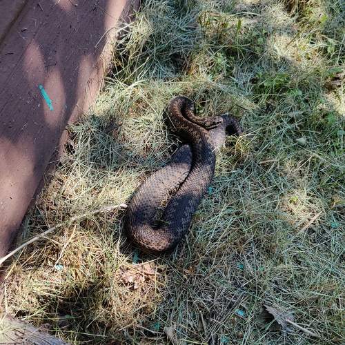Photo #11313408