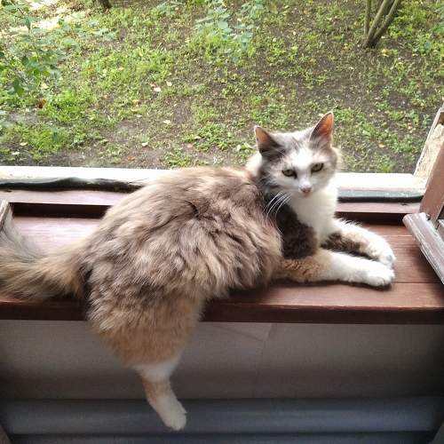 Photo #11314133
