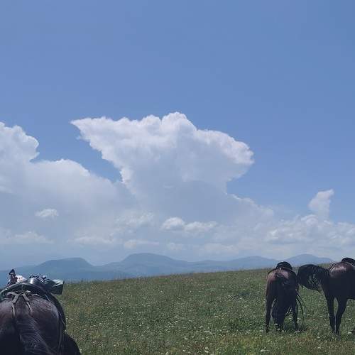 Photo #11314793