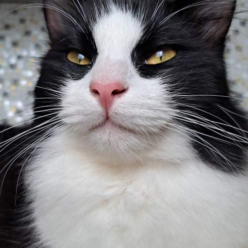 Photo #11315506