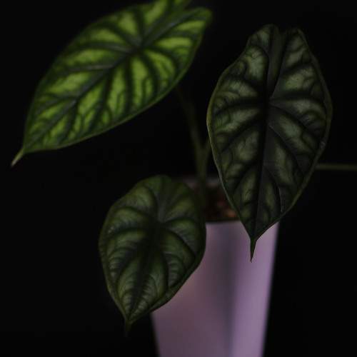 Photo #11315607