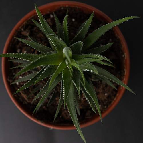 Photo #11315612