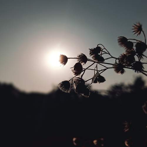 Photo #11315650