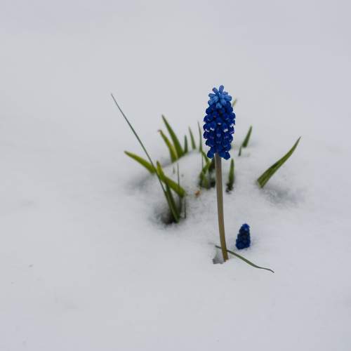 Майский снегопад