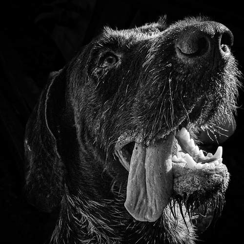 Photo #11316735