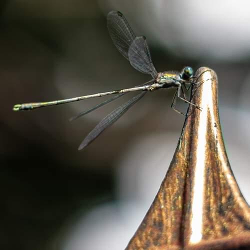 Photo #11317021