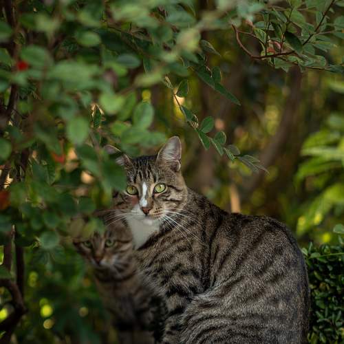 Photo #11317022