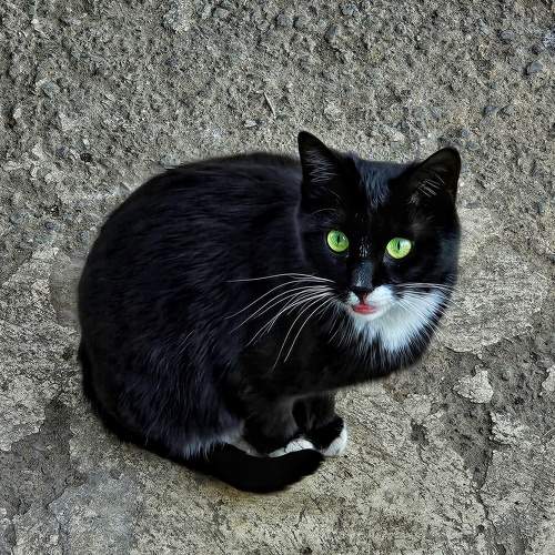 Photo #11317229