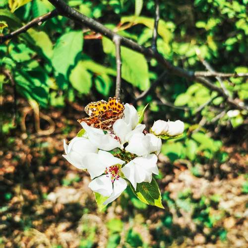 Photo #11317793