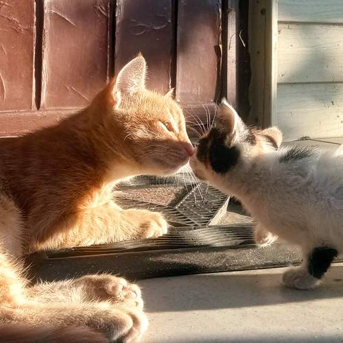 cat kiss