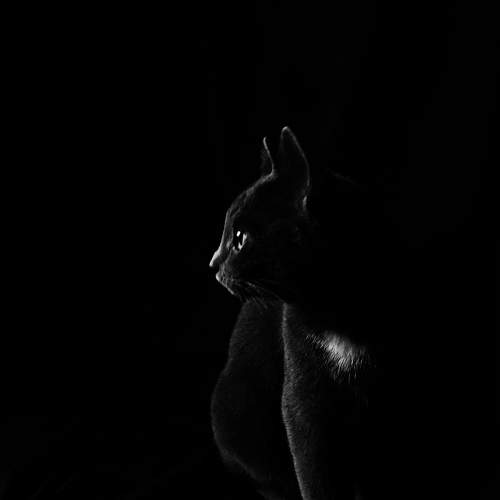 Photo #11319975