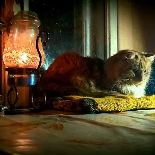 Photo #11320453