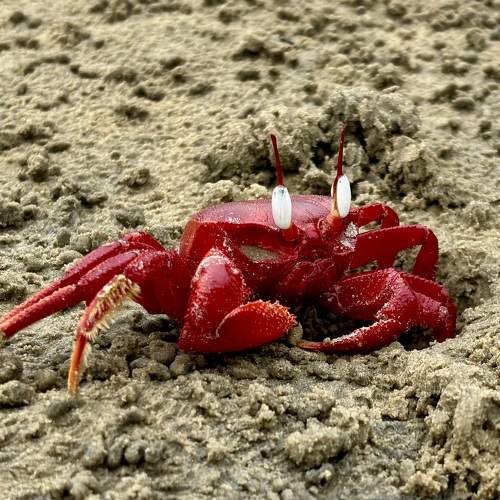 Red Crab