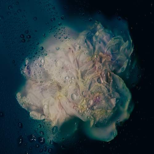 Photo #11320562