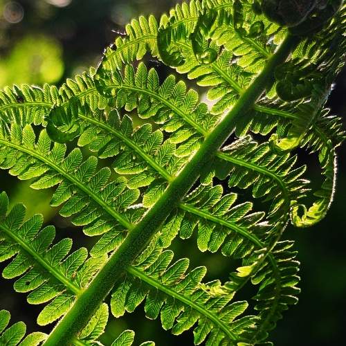Photo #11320616