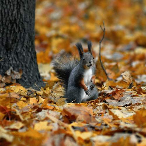 Photo #11321351