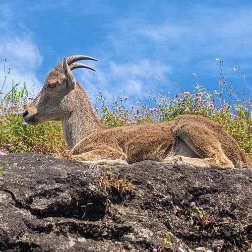VARAYADU (Neelagiri tahr)