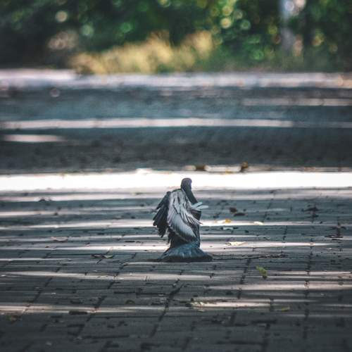 Photo #11323997