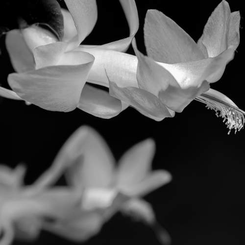 Photo #11325111
